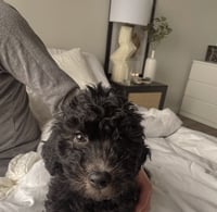 Milo