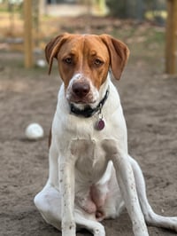 Delidog
