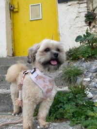 Benji