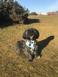 Toby