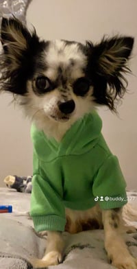 Buddy