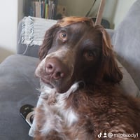 Brody
