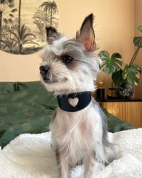 Toby