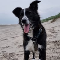 Mikai