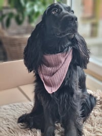 Lady