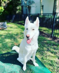 Ghost
