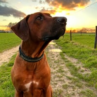 Bo