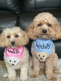 Teddy