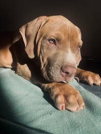 Tyson