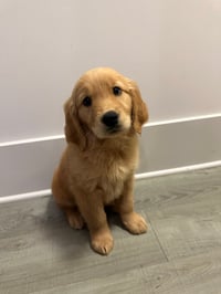 Bailey
