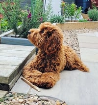 Willow