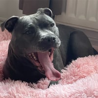 Frankie