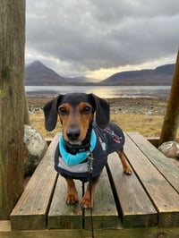 Frankie