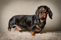 Arlo