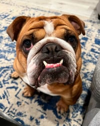 Mojo