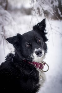 Oakley