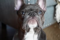 Beau