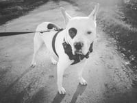 Pete