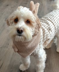 Paxton