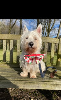 Brodie The Westie