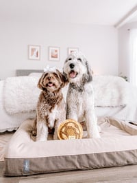 Harley & Remi