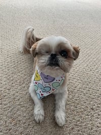 Ollie