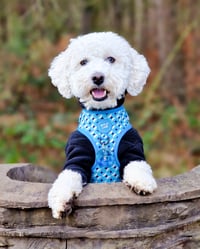 Bentley