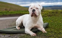 Buster