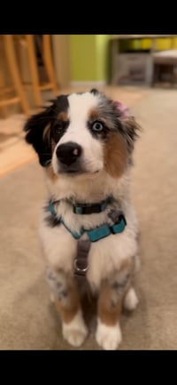 Archie