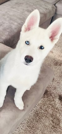 Tygo