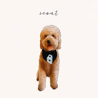 Scout