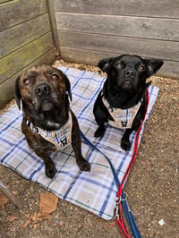 Hugo & Hunter