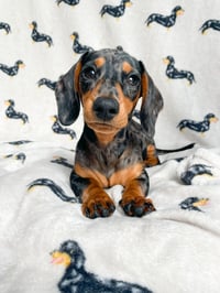 Daisy