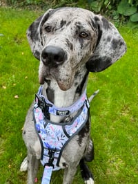 Gracie