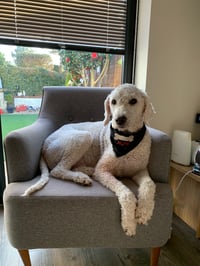 Alfie