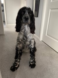 Cooper