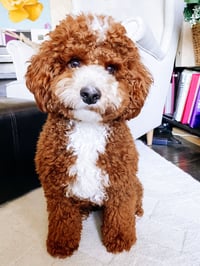 Ollie Lee