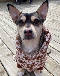 Bella