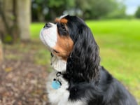 Koda