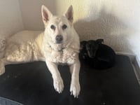 Loki