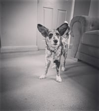 Bluey