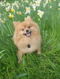 Teddy