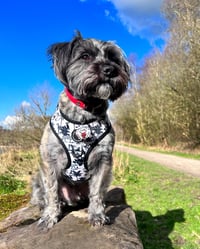Albie
