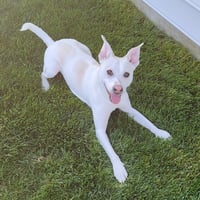 Nacho