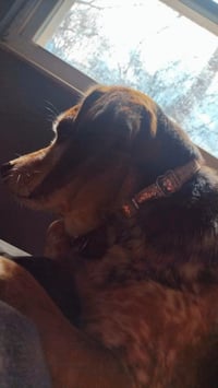 Rosie