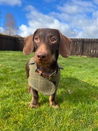 Ernie