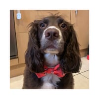 Woody