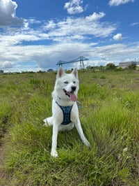 Loki