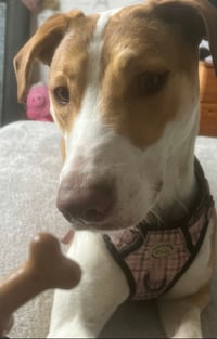 Nellie