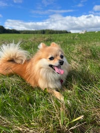 Riley